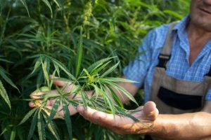 cultiver-plantes-cannabis-chanvre-pour-medecine-alternative