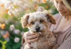 Comment aider votre animal de compagnie à faire face aux allergies saisonnières ?