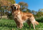 Comment choisir un chien : quelle est la race de chien qui vous convient ?