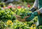 Jardin et santé : que faire avec de la consoude ?