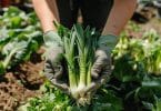 Quand et comment faire une plantation de poireaux ?