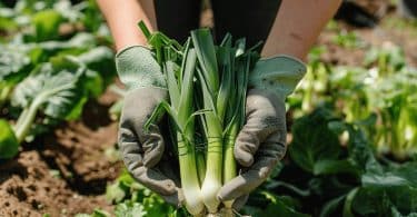 Quand et comment faire une plantation de poireaux ?