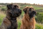 Que chosir entre un bouvier des flandres ou un briard ?