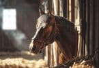 Quels sont les critères à considérer pour choisir la meilleure assurance pour son cheval ?